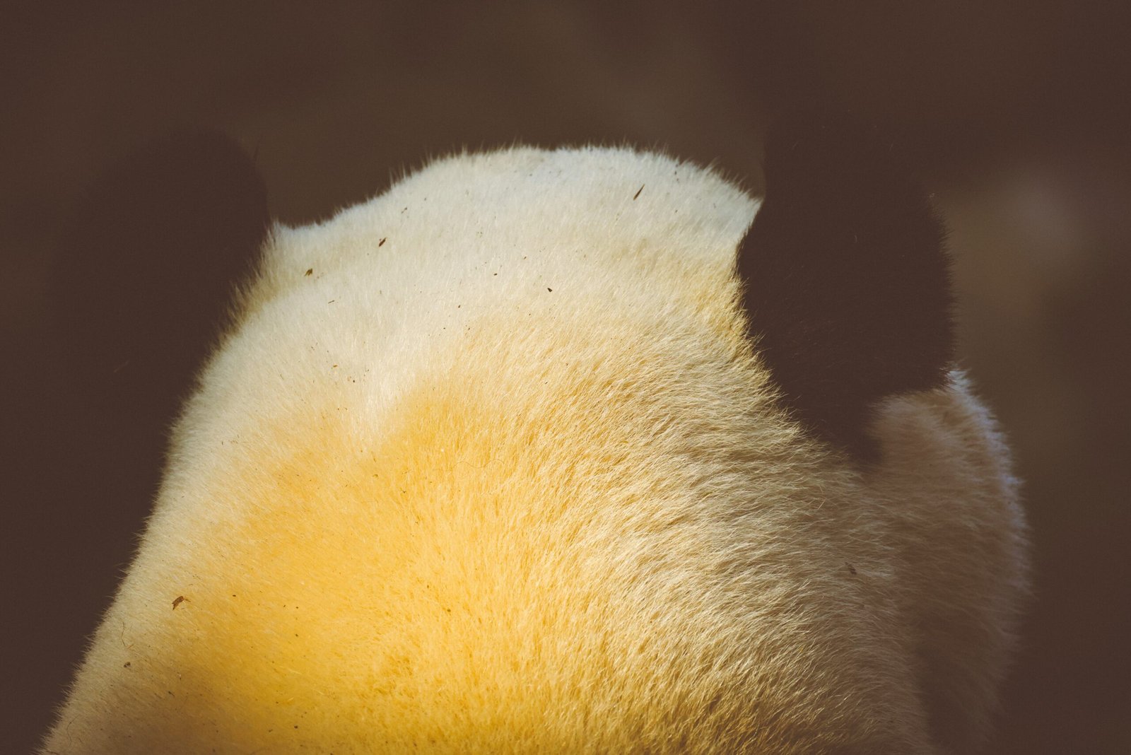 A close-up photo of a poodle with tightly curled fur enjoying bath time.