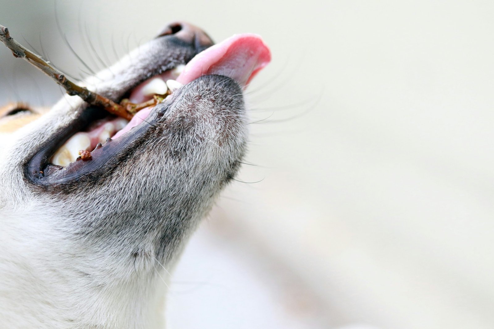 A dog scratching its ear due to parasite infestation