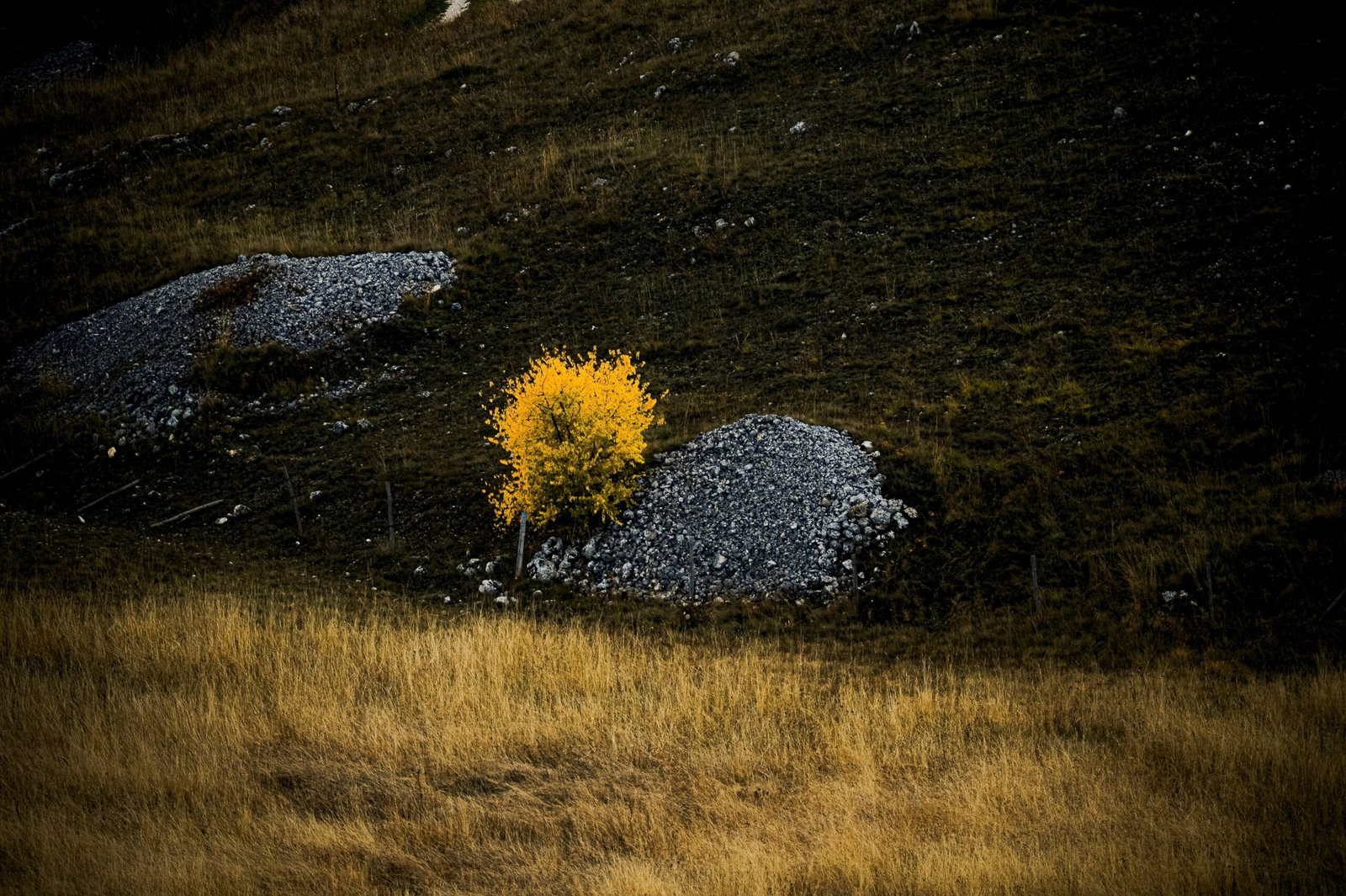 A muddy golden retriever playing outdoors