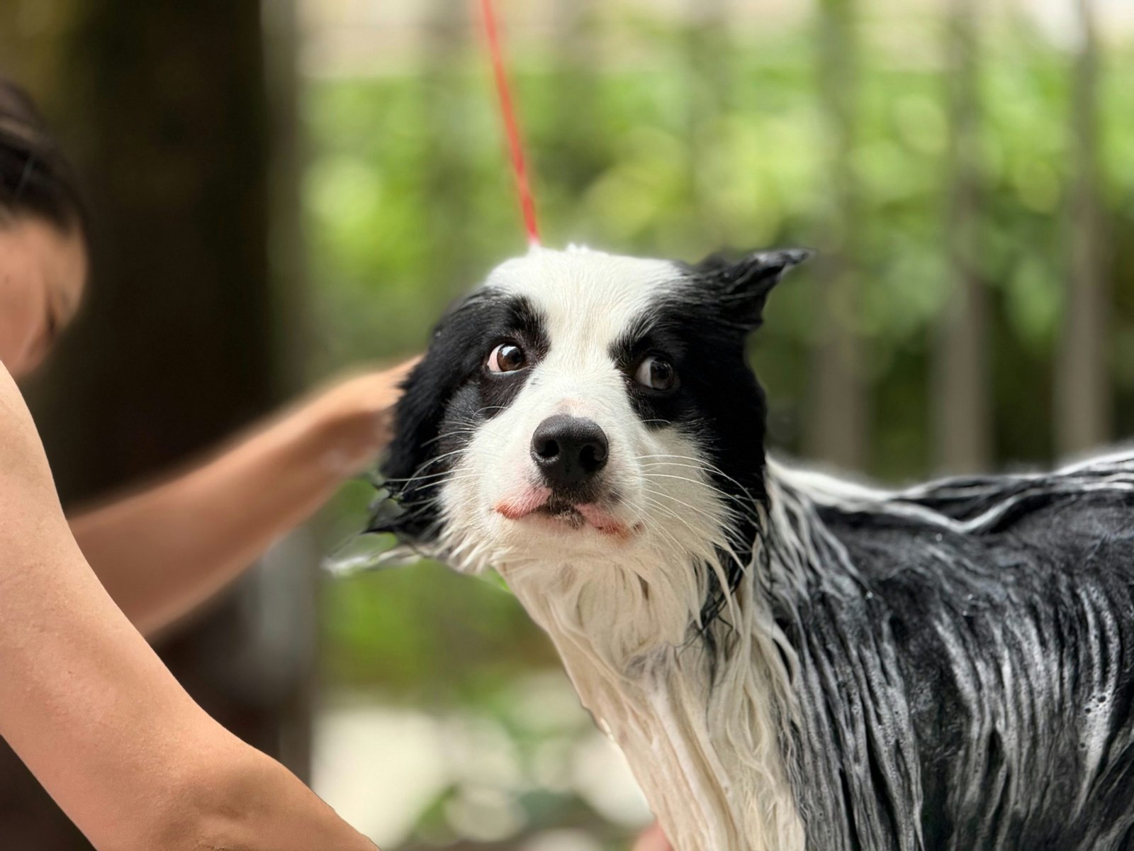 A tangled, matted dog coat caused by improper bathing techniques