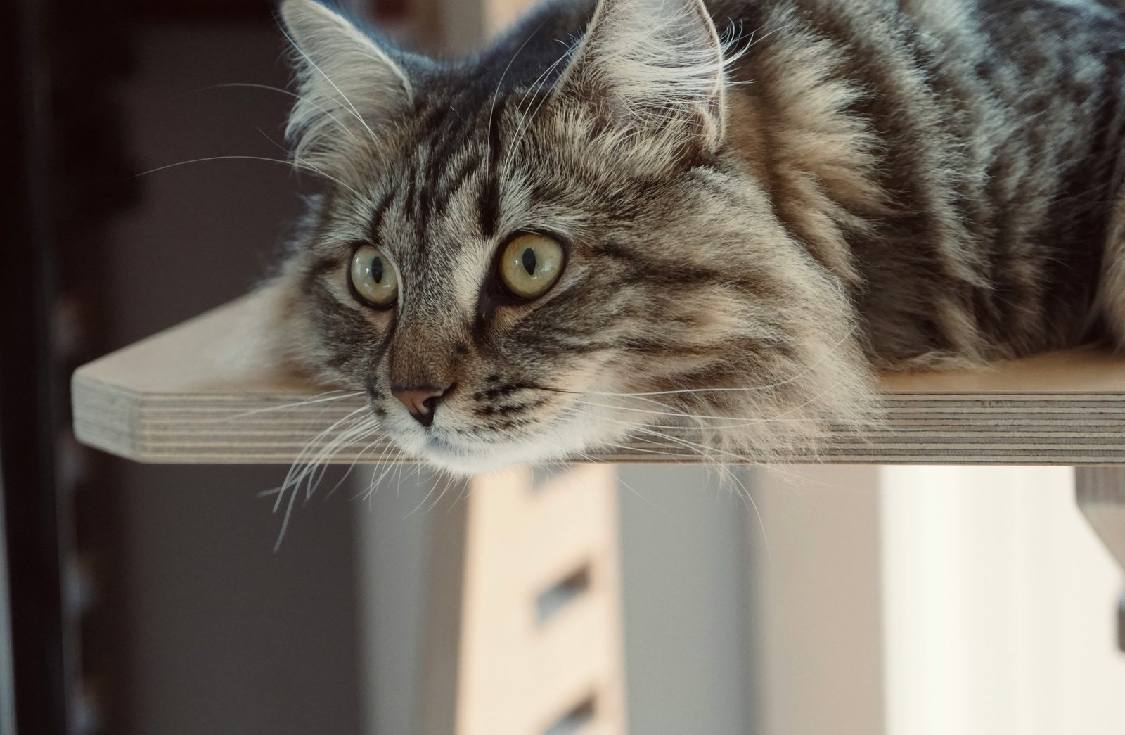 Before and after photo of a collie with dramatically improved coat quality