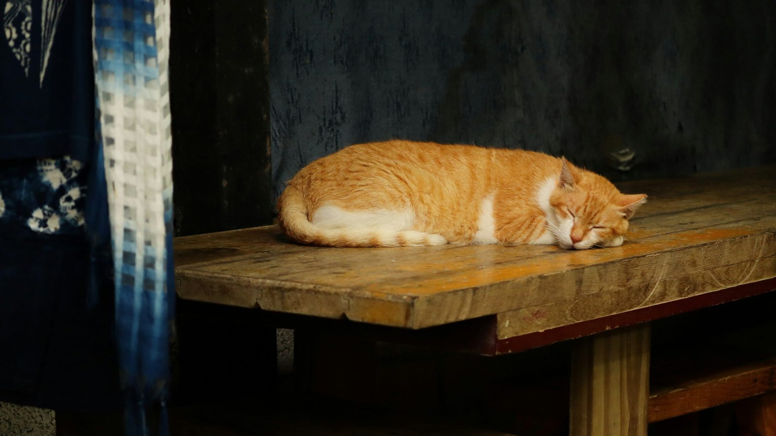 Before and after photos of two pets with improved coats