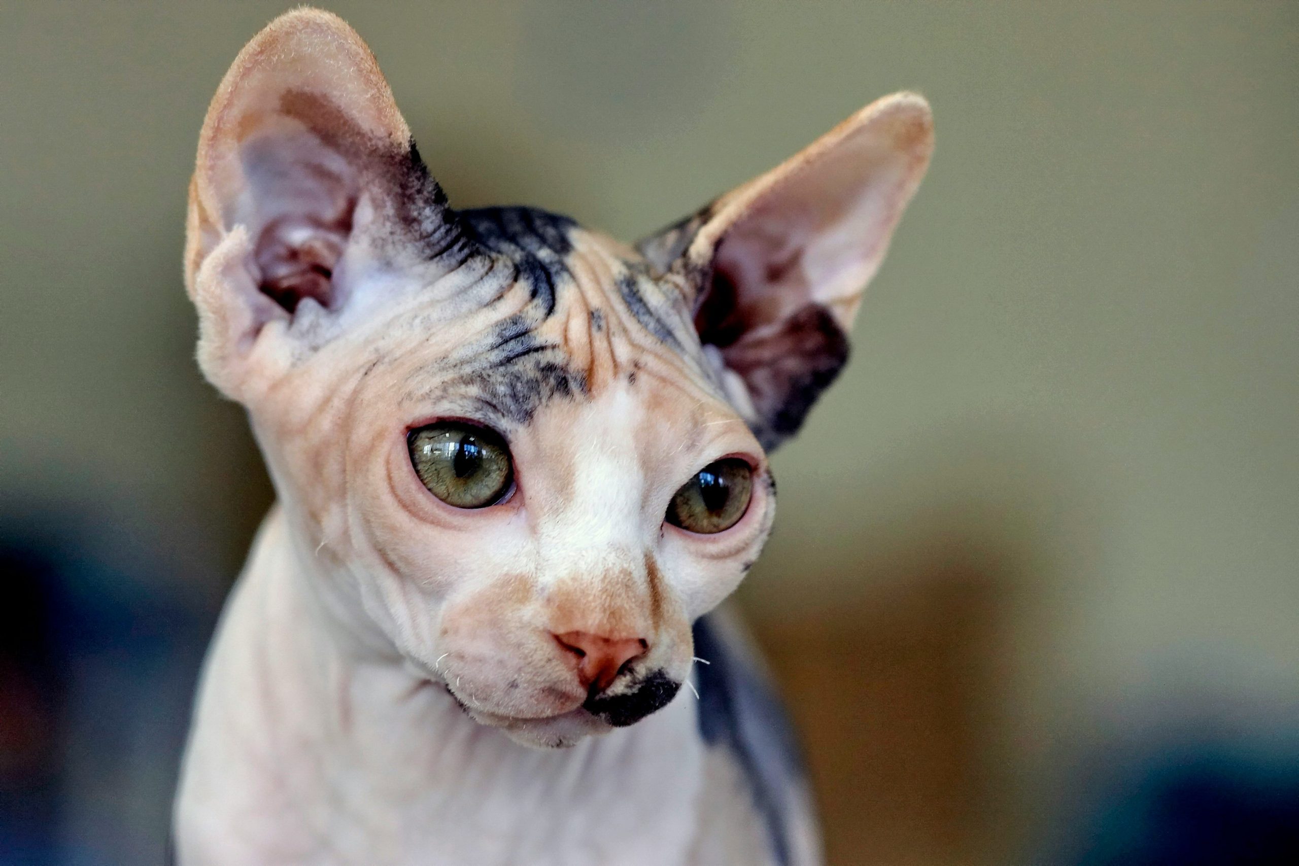 Blogger with a dog and shampoo bottle