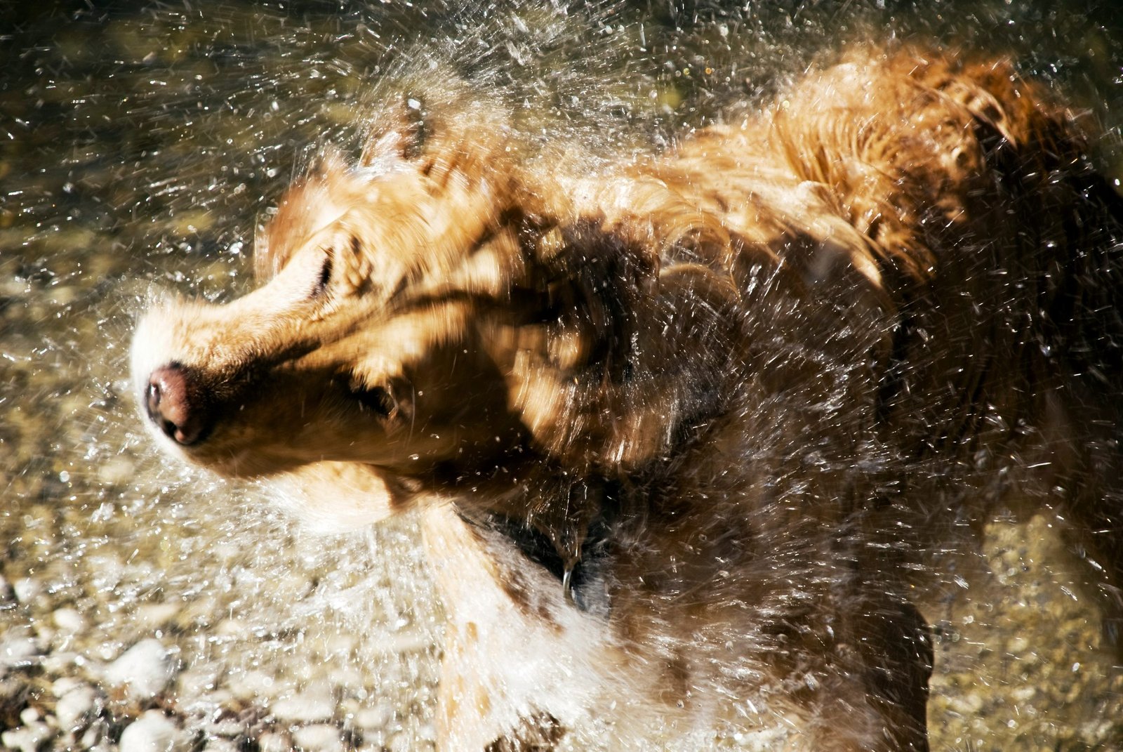 Dog scratching due to harsh shampoo effects