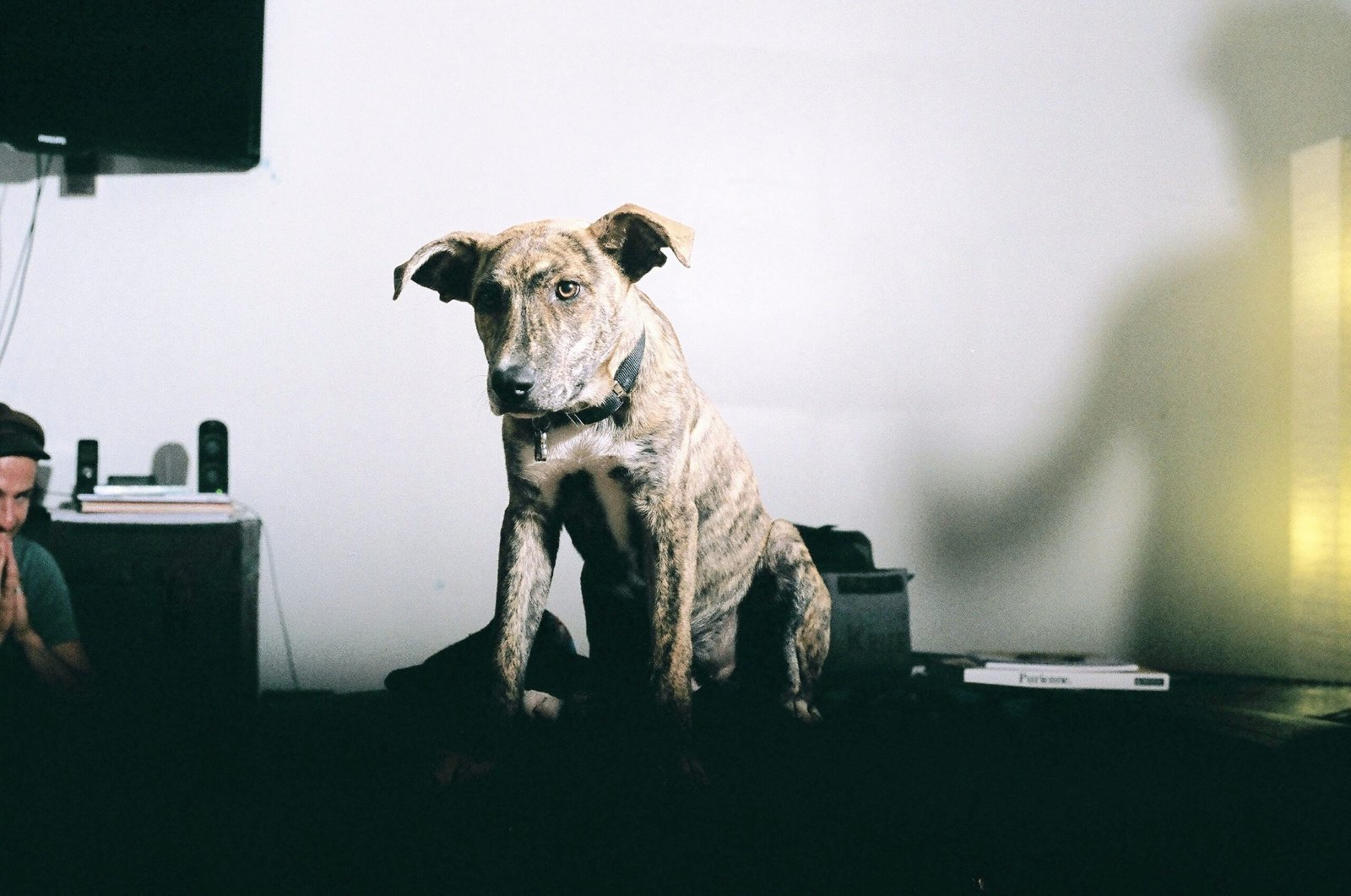 Dog scratching itself due to irritation