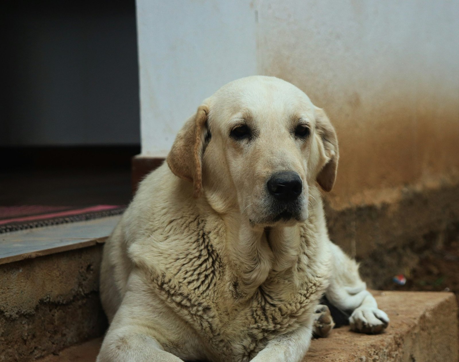 Dog with shiny coat after using high-quality shampoo