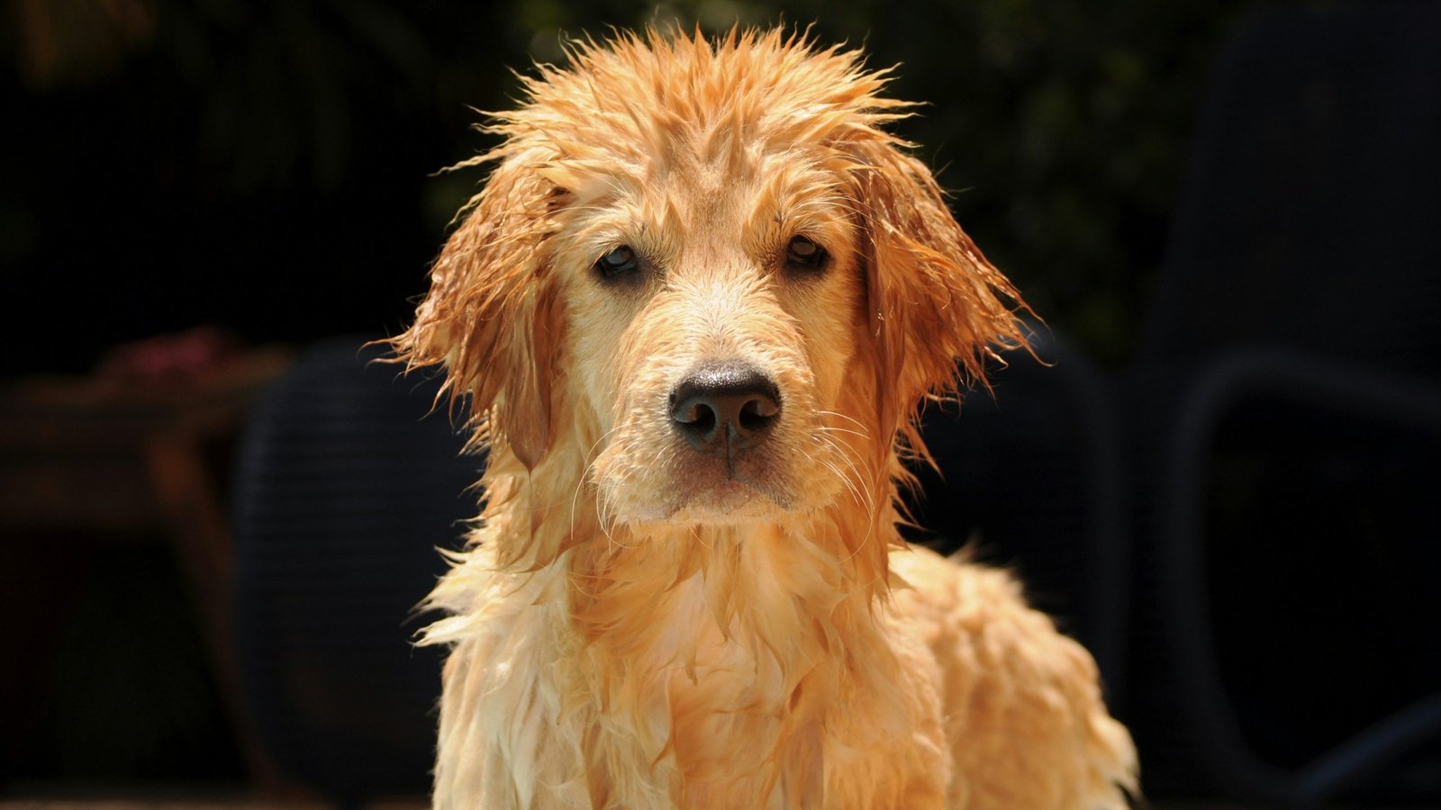 Golden Retriever getting bathed with an anti-parasitic shampoo