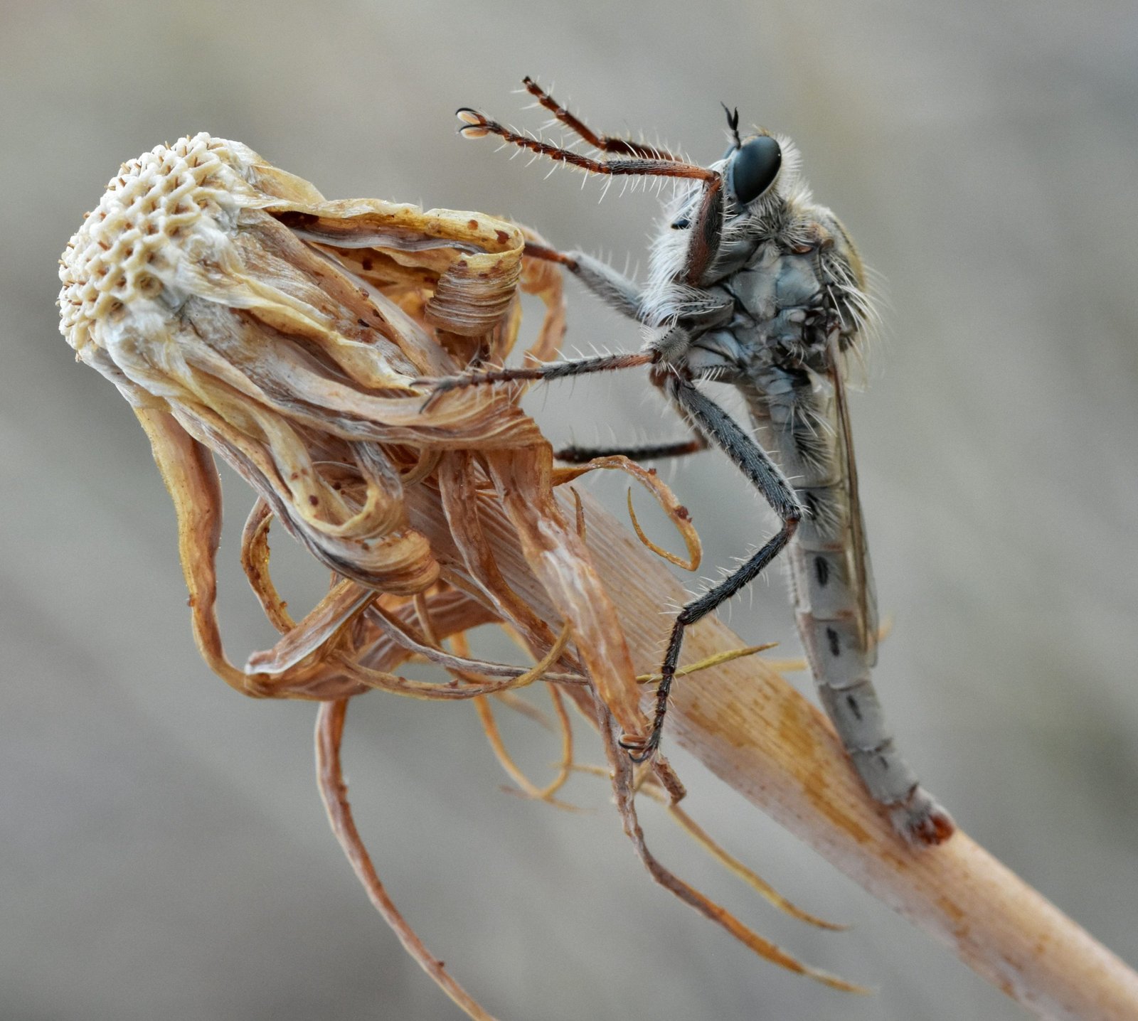Illustration showing close-up images of fleas and ticks affecting animals.