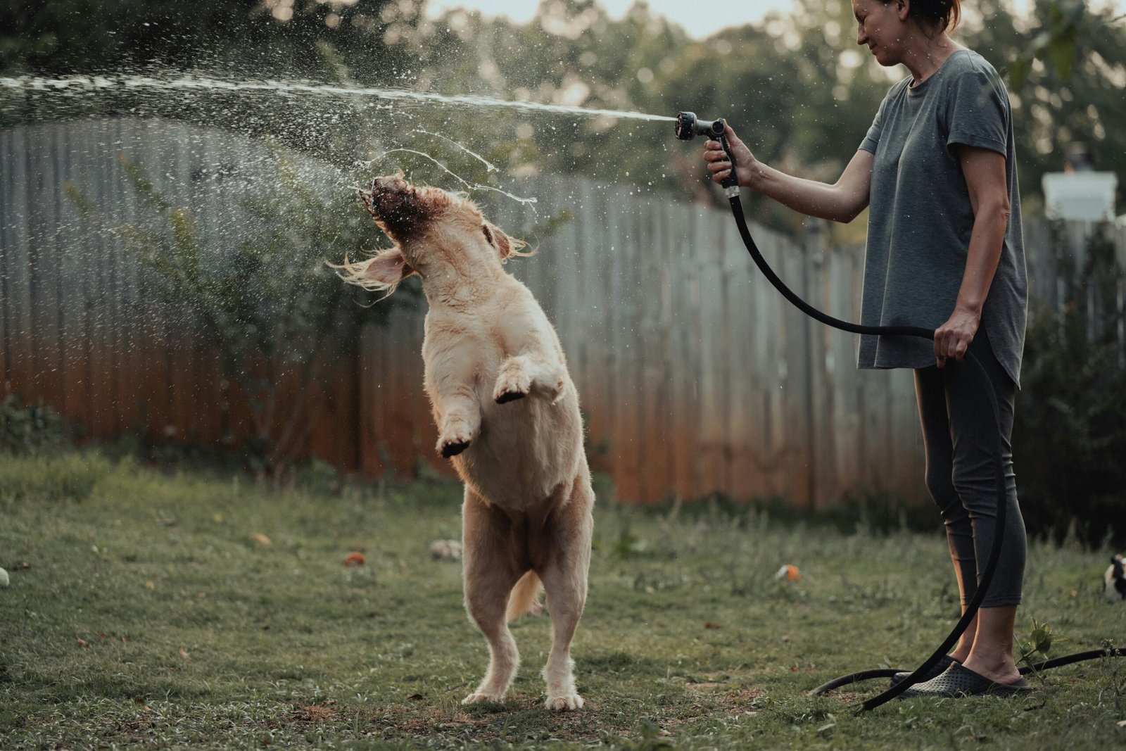 Illustration showing how to properly dry a dog using a handheld blow dryer