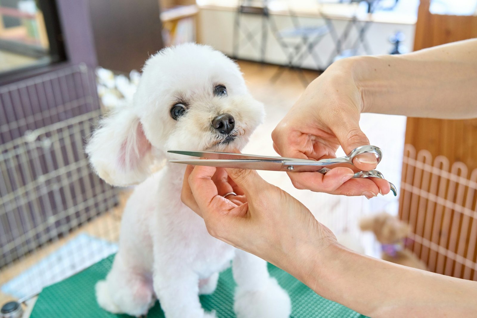 A frizzy coated dog struggling with tangles.