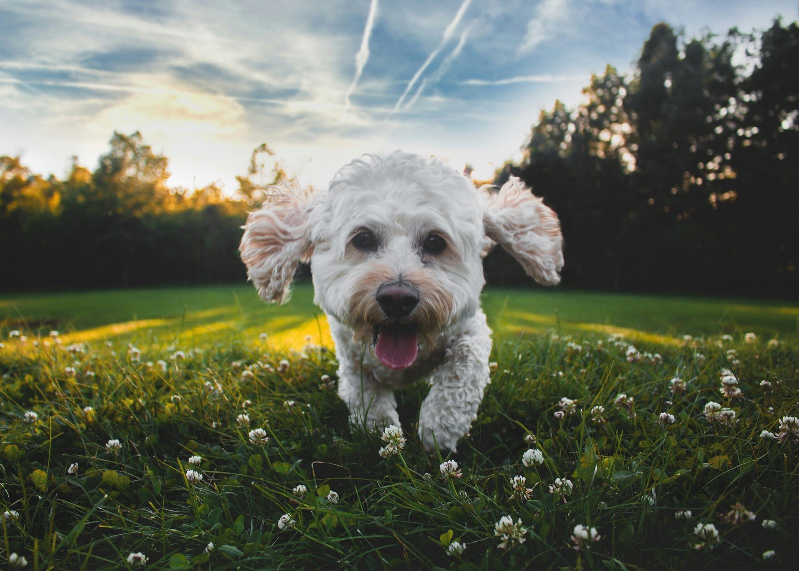 A small dog looking up with bright, happy eyes after being washed with tear-free shampoo
