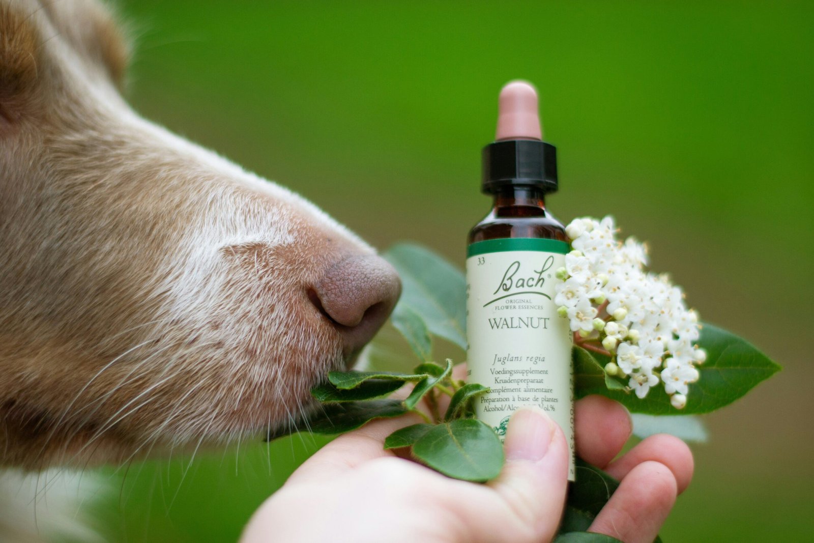 Discover the Best Hypoallergenic Options for Pet Shampoos: Keep Your Furry Friends Happy & Healthy