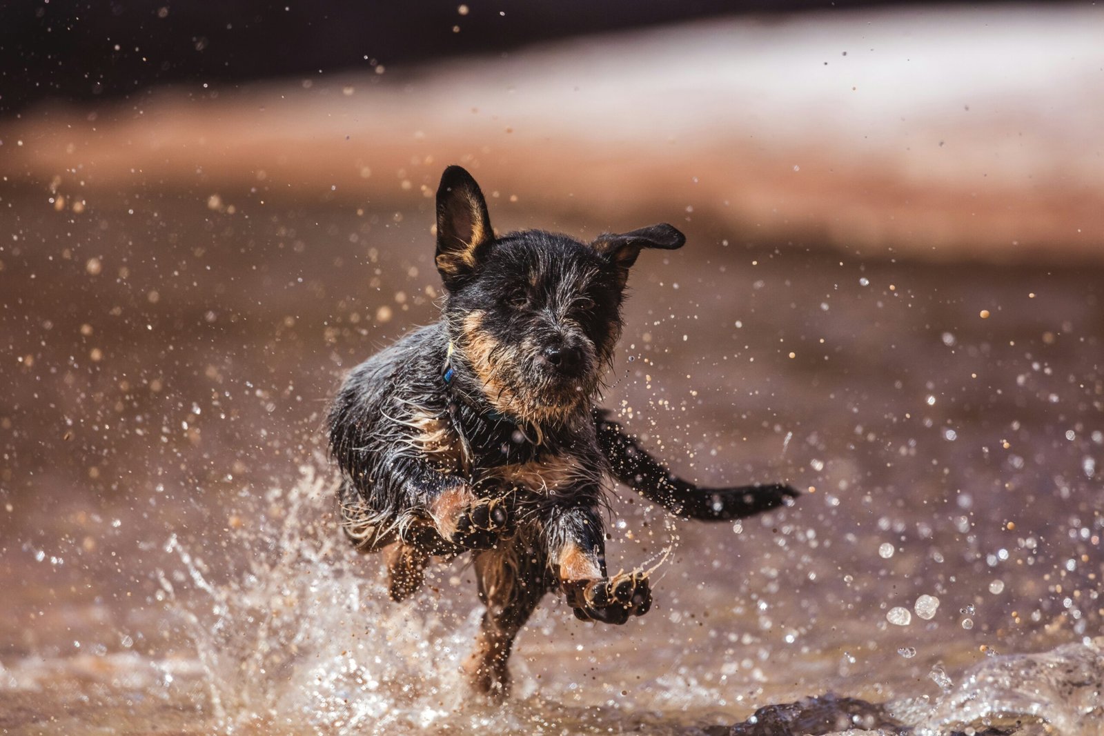 dog being bathed with shampoo