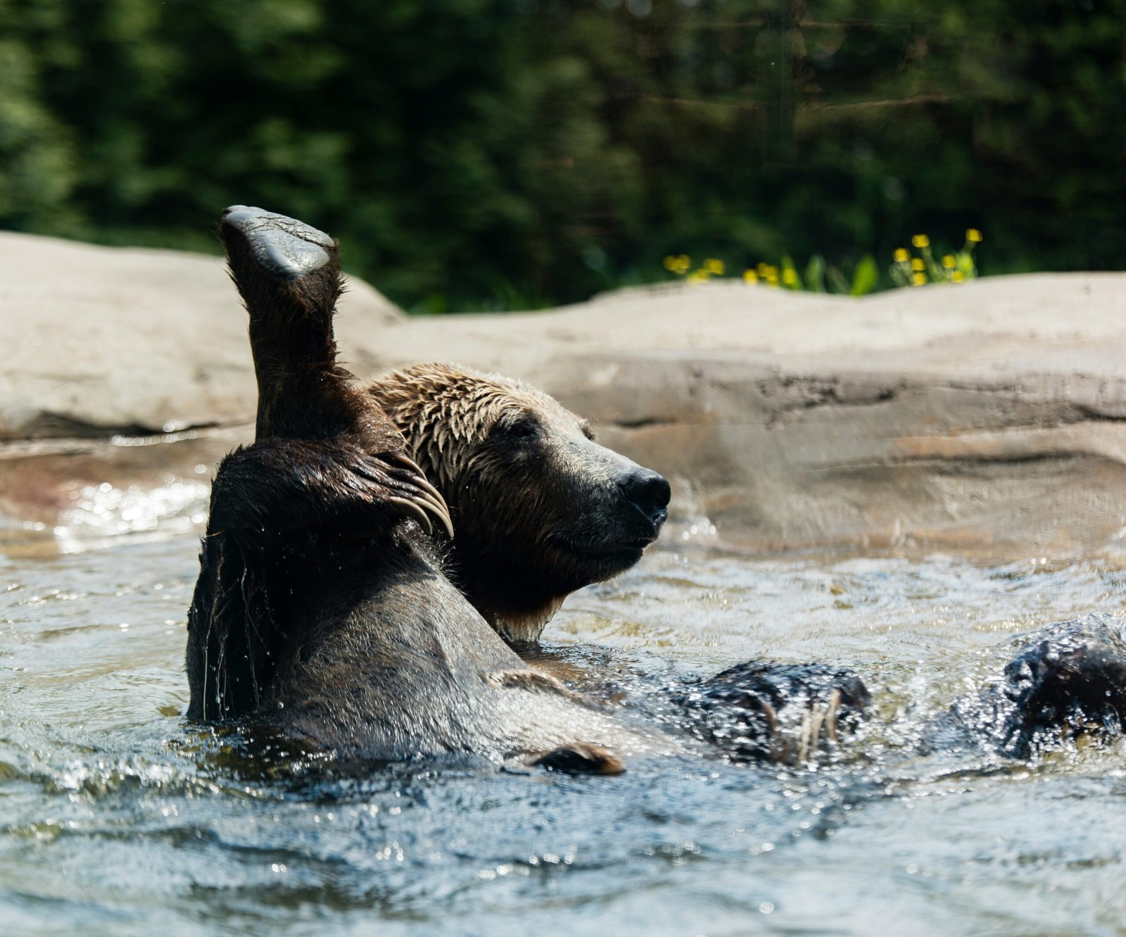 Golden Retriever enjoying a calm bath with no signs of discomfort