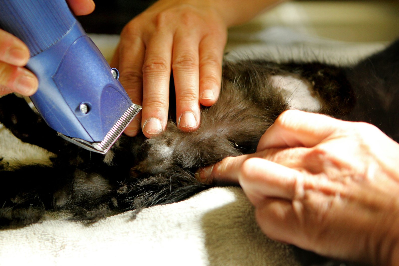 Is Your Pet’s Curly Coat Out of Control? Try the Right Curly Coat Shampoo!
