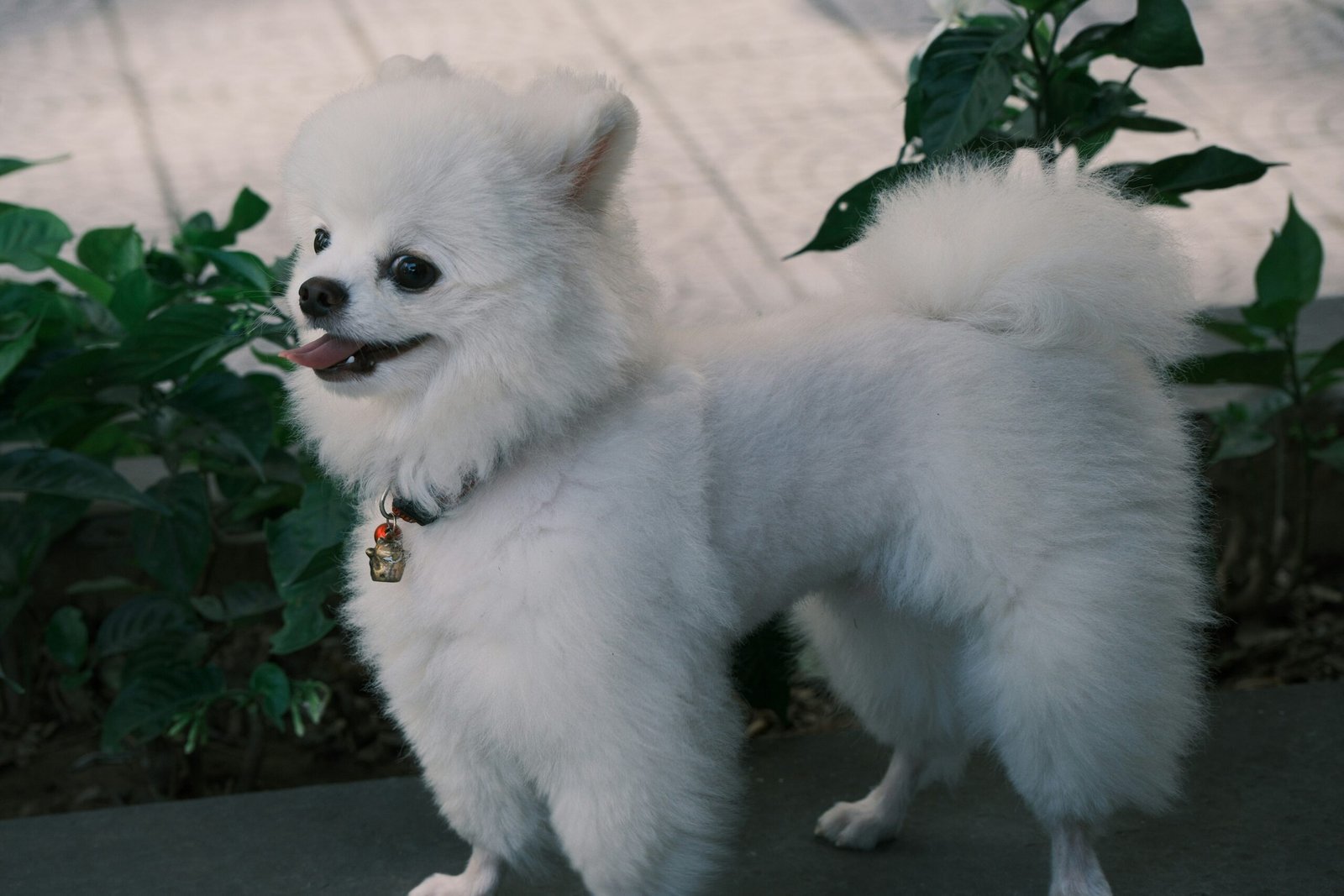 Meme comparing SEO to taking care of a Tamagotchi toy