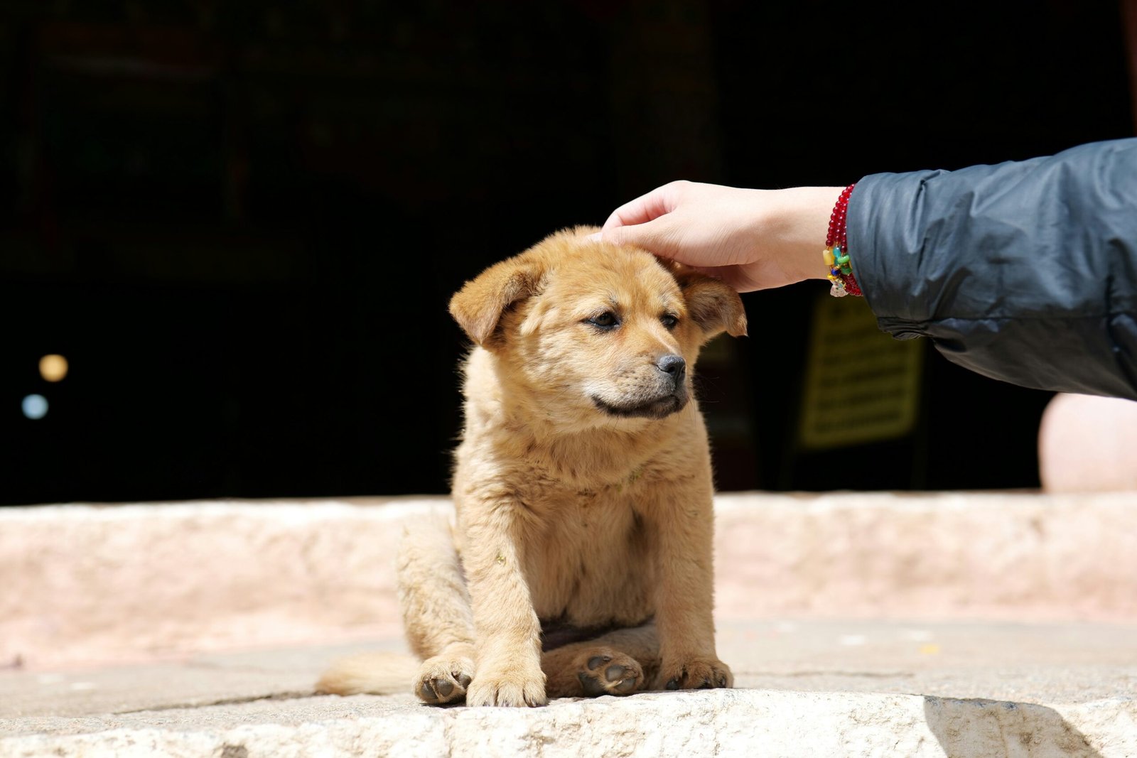 Photo of a happy golden retriever being bathed indoors with care