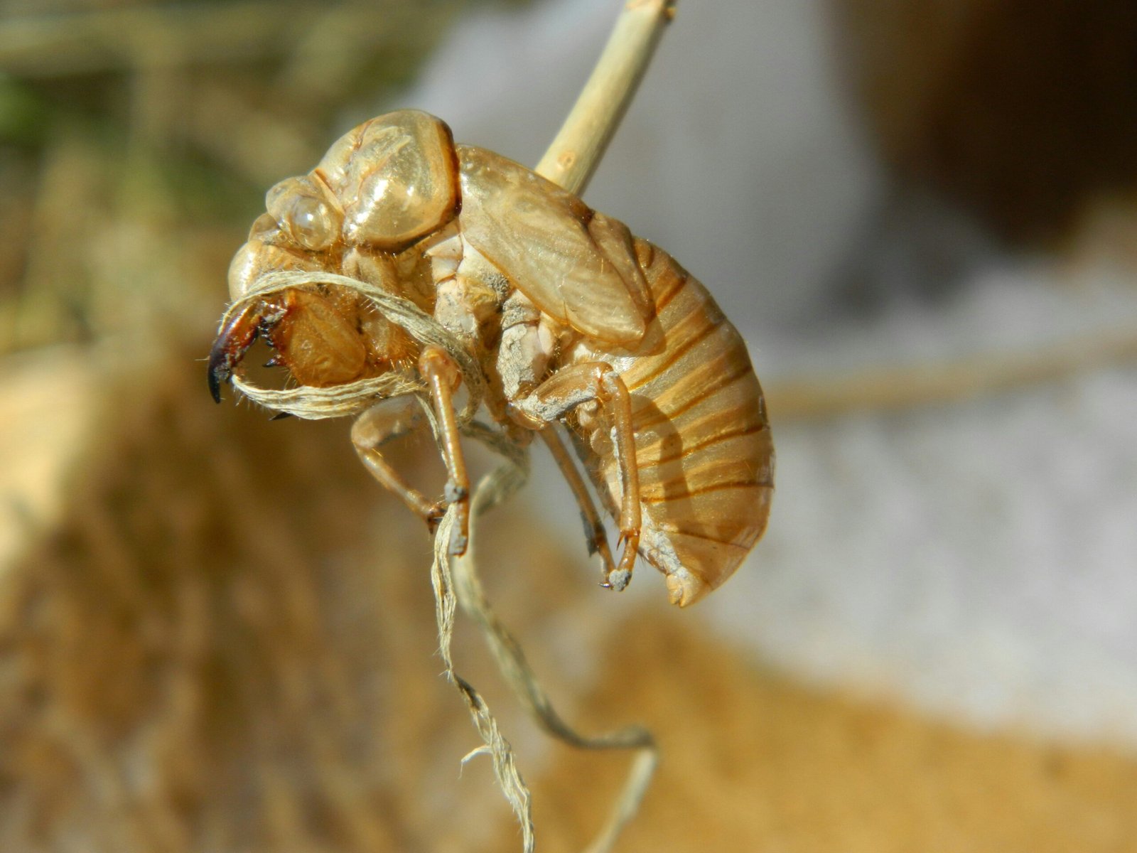 Side-by-side comparison of three pet shampoo bottles with labels showing ingredient details