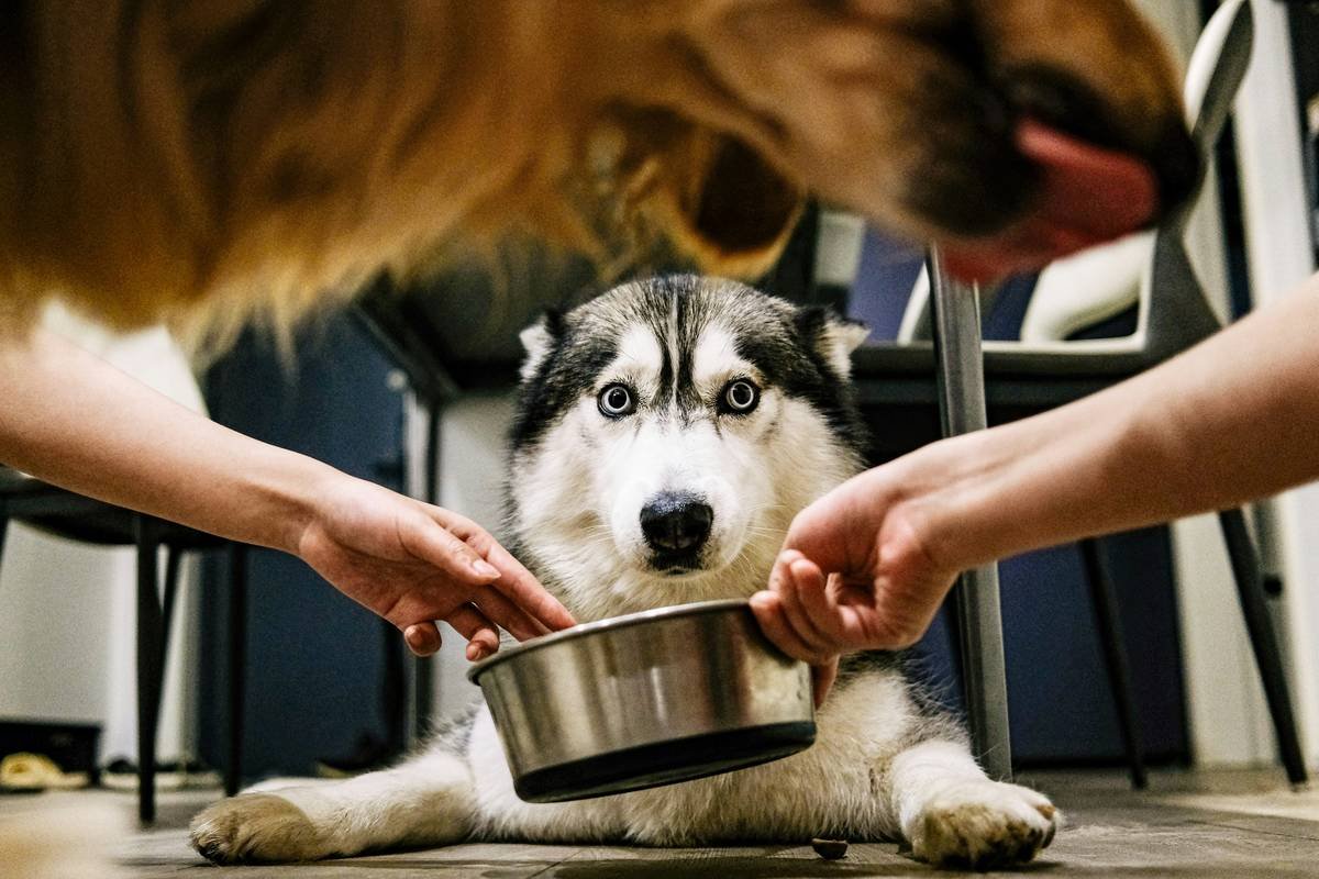 A bathtub filled with water and pet grooming supplies ready for use