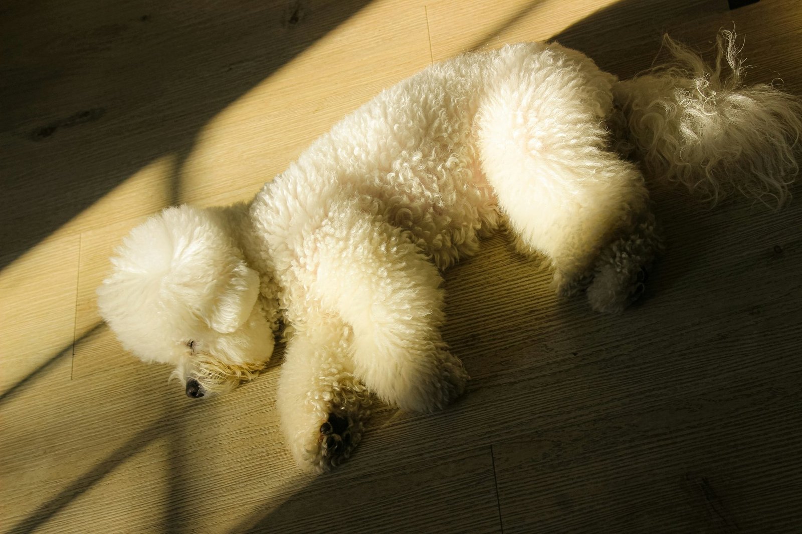 A fluffy golden retriever with a shiny, well-groomed coat using smooth coat shampoo.