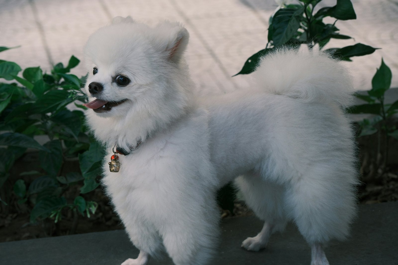 Close-up image of natural shampoo ingredients like aloe vera and chamomile