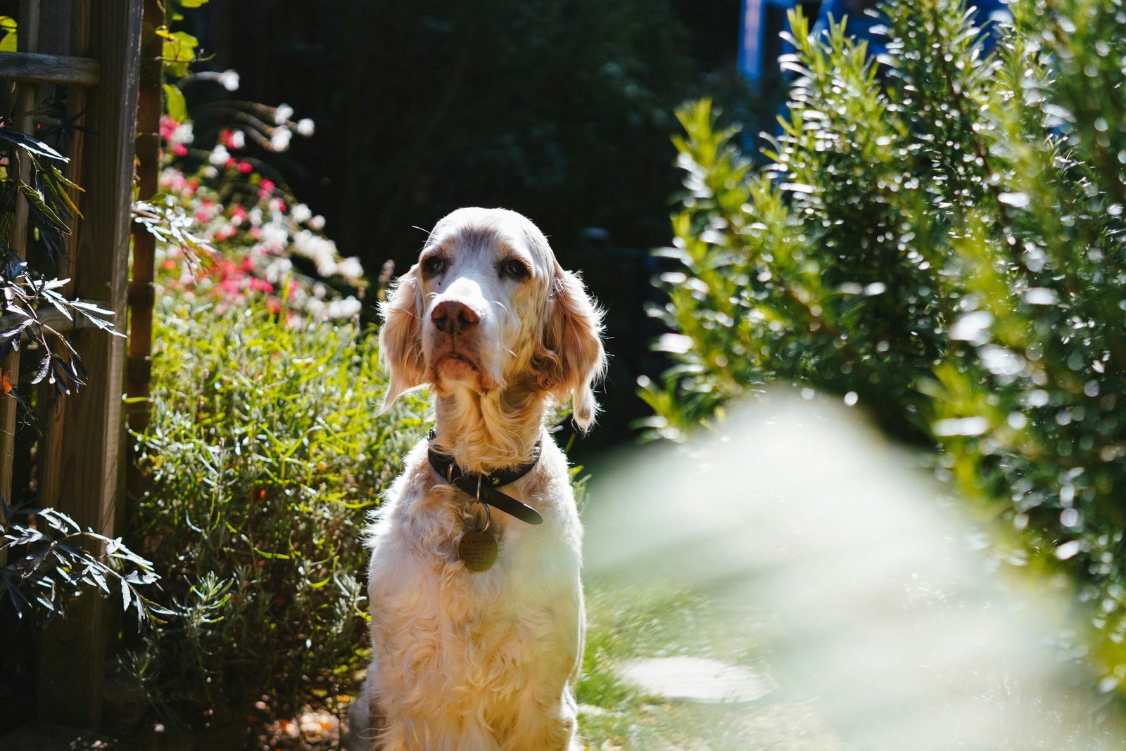 Happy dog named Luna enjoying a bath