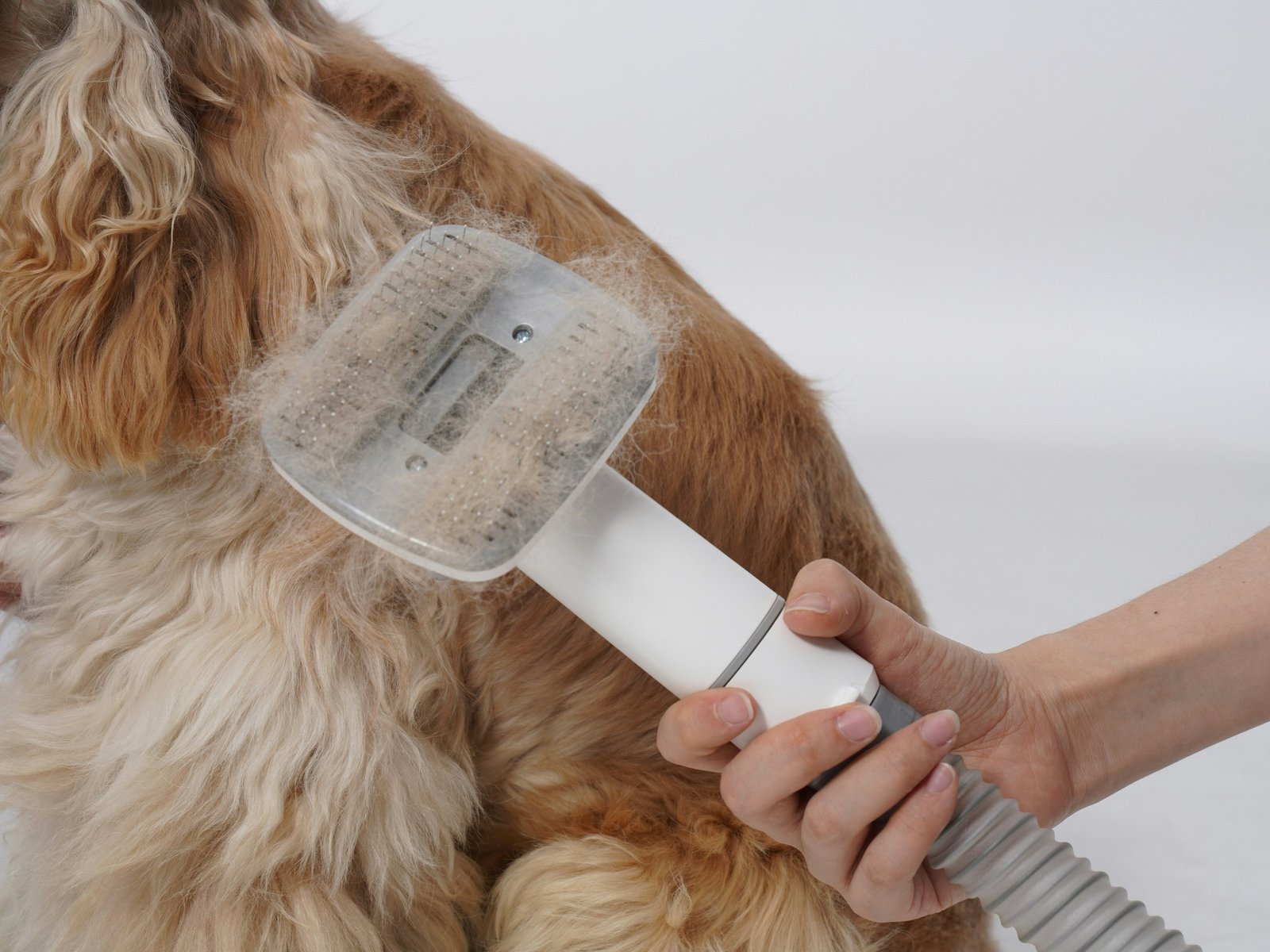 Illustration showing effects of wrong shampoo on a long-haired dog's coat