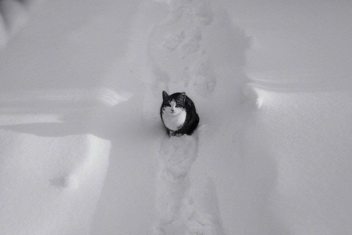 Why Your Cat Deserves a Neutral pH Cat Shampoo: The Ultimate Guide to Feline Grooming