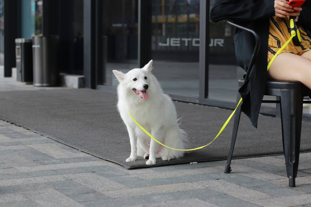 A close-up image of a wire-haired dog's textured coat