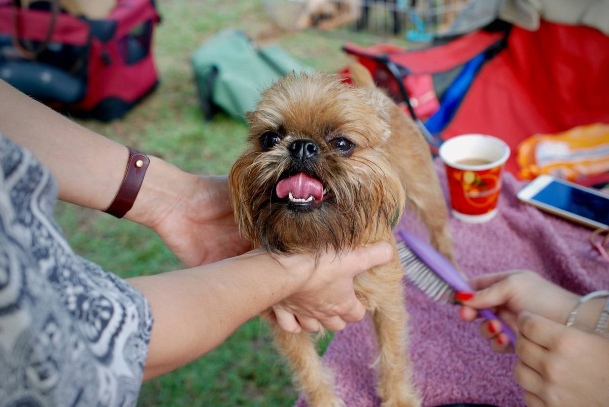 A dog with tangled wavy hair sitting on grass