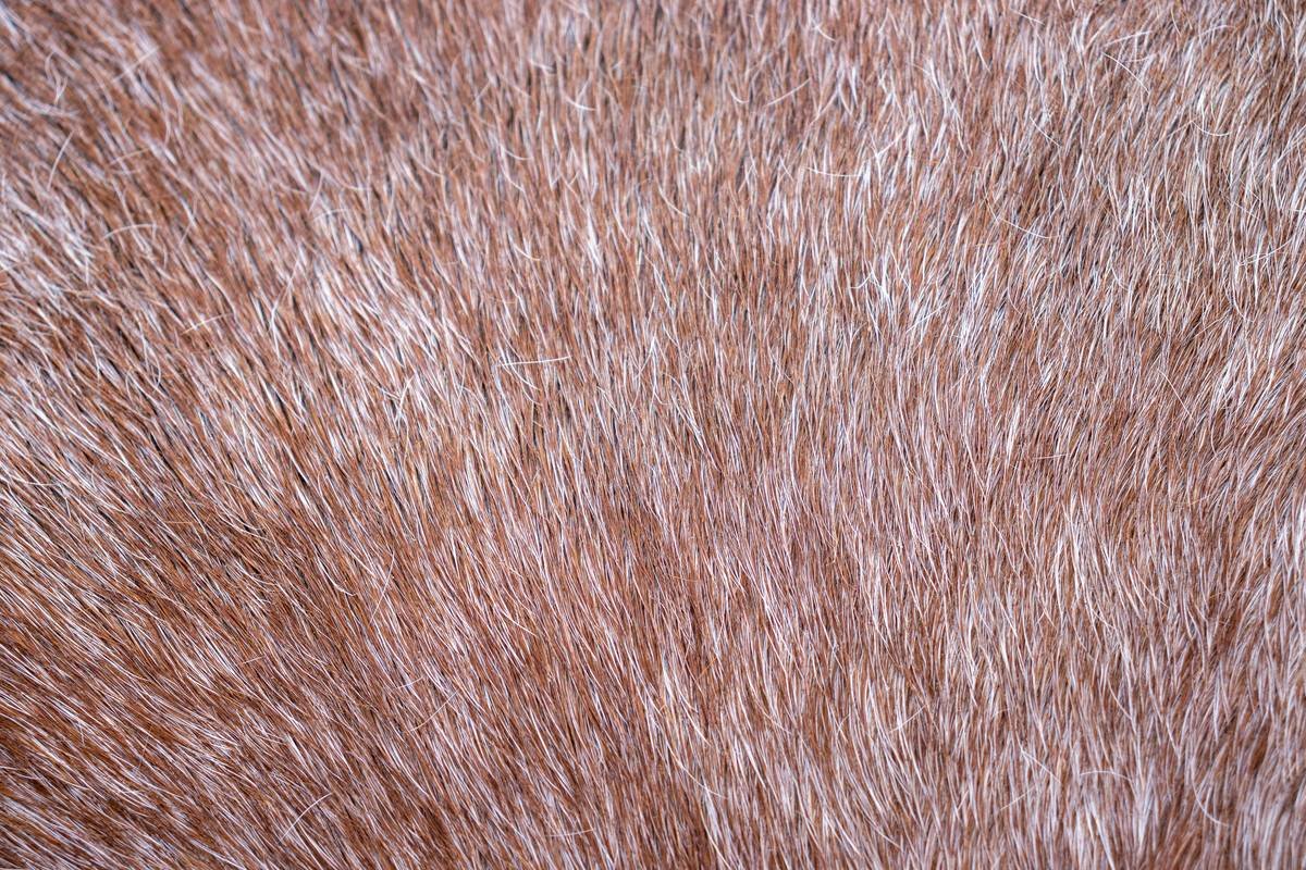 A happy labrador after using sleek coat shampoo