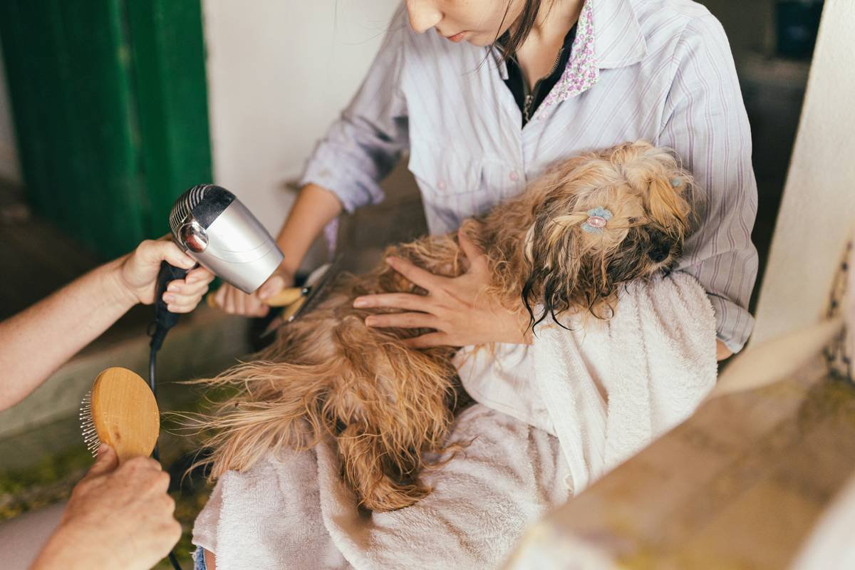 A professional groomer washing a golden retriever with medicated shampoo