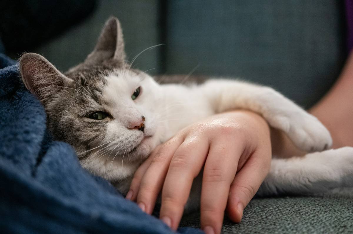 Graphic showing the difference between human and pet skin pH levels