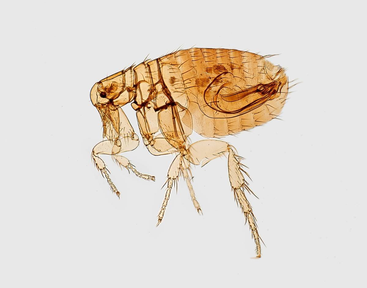 Infographic showing life cycle of fleas and how flea control wash disrupts it