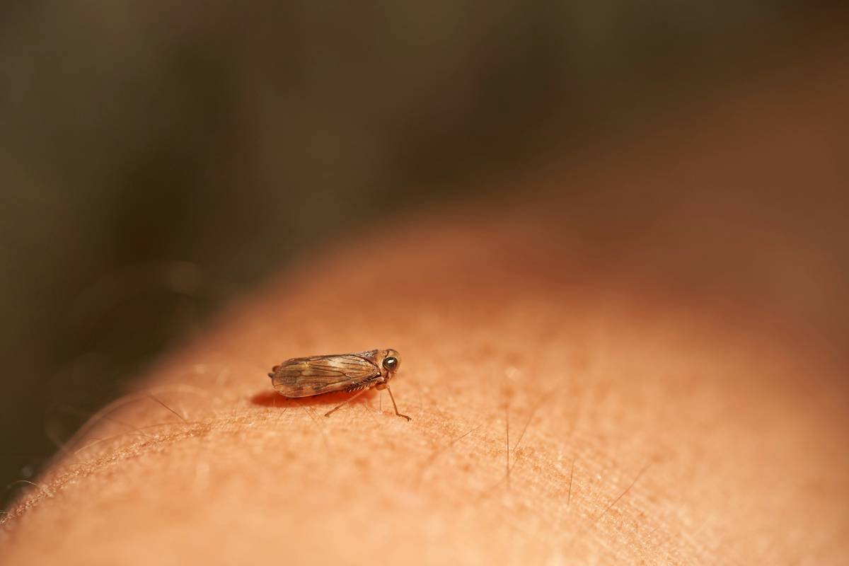 Is Your Flea Control Wash Actually Working? Discover the Best Shampoos for Pets!