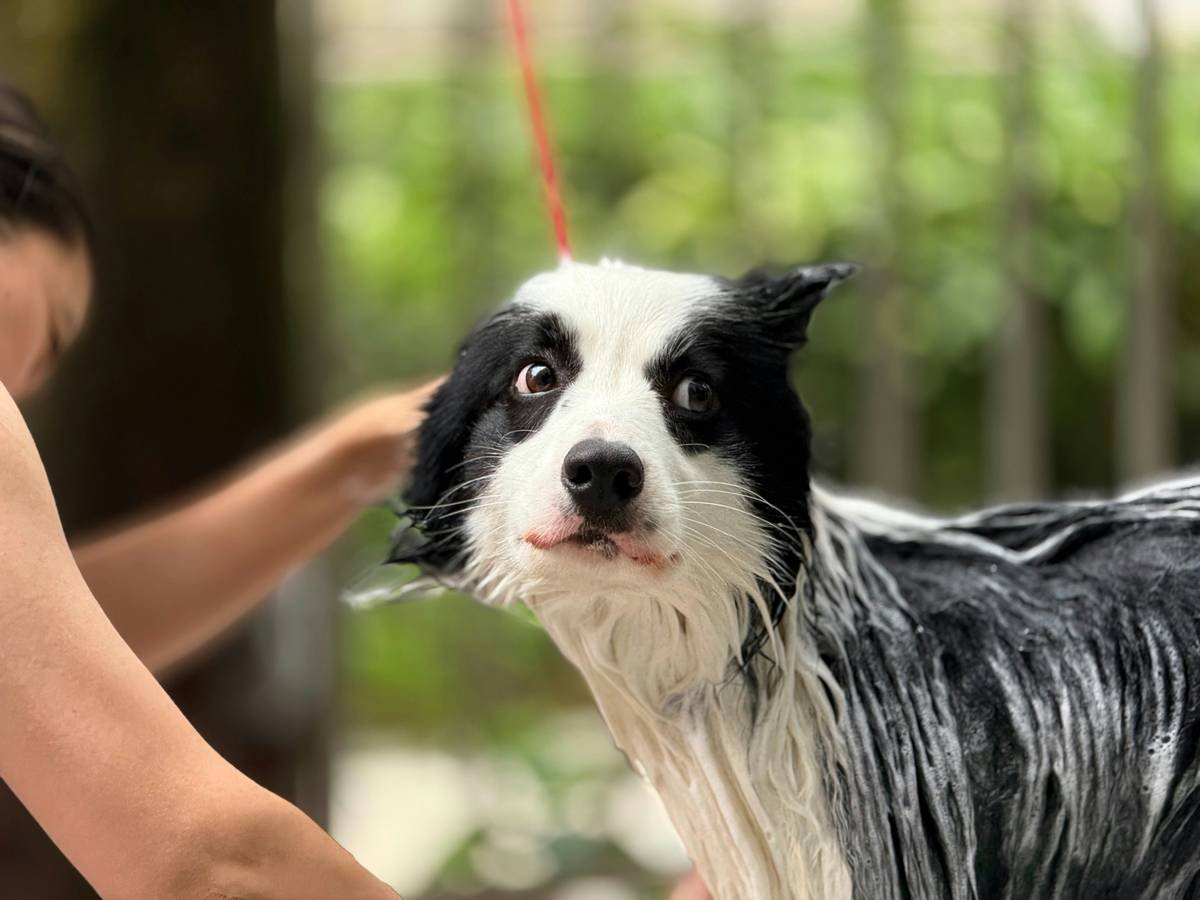 Smiling Woman Hugging Her Soft-Coated Schnauzer After Bath Time