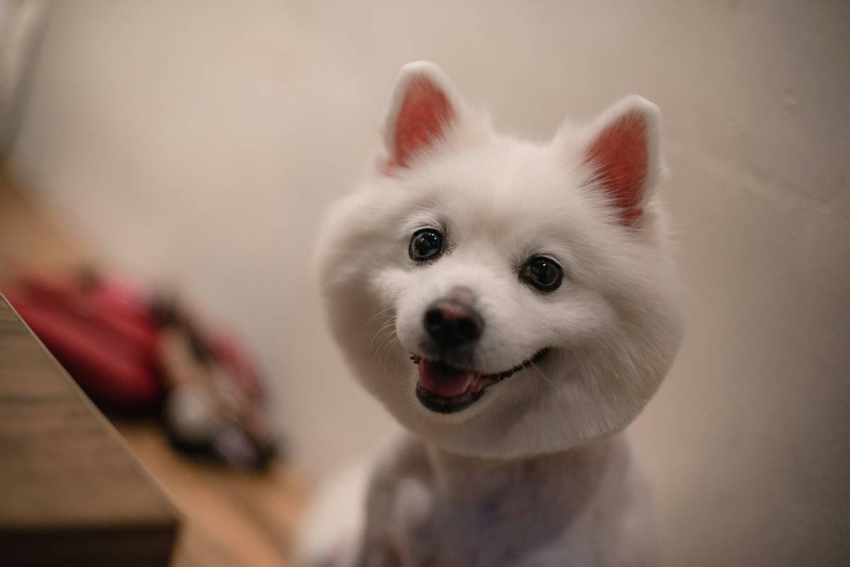 Smooth Coat Enhancements: The Ultimate Guide to Pet Shampoos for a Flawless Finish