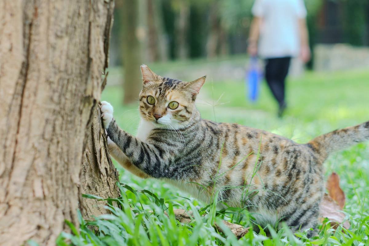 Why Neutral pH Pet Wash Is the Secret to a Happy, Healthy Pet