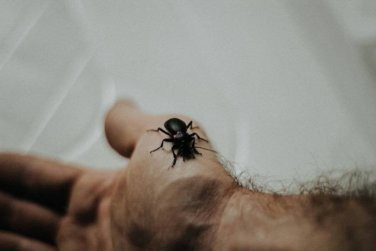 Why Your Pet’s Flea Repellent Wash Might Be Failing (And How to Fix It)