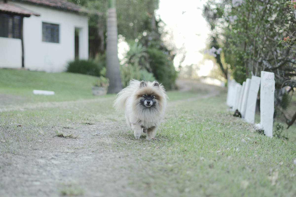 Wire-Haired Pet Shampoos: The Secret to Fluffy, Happy Pets