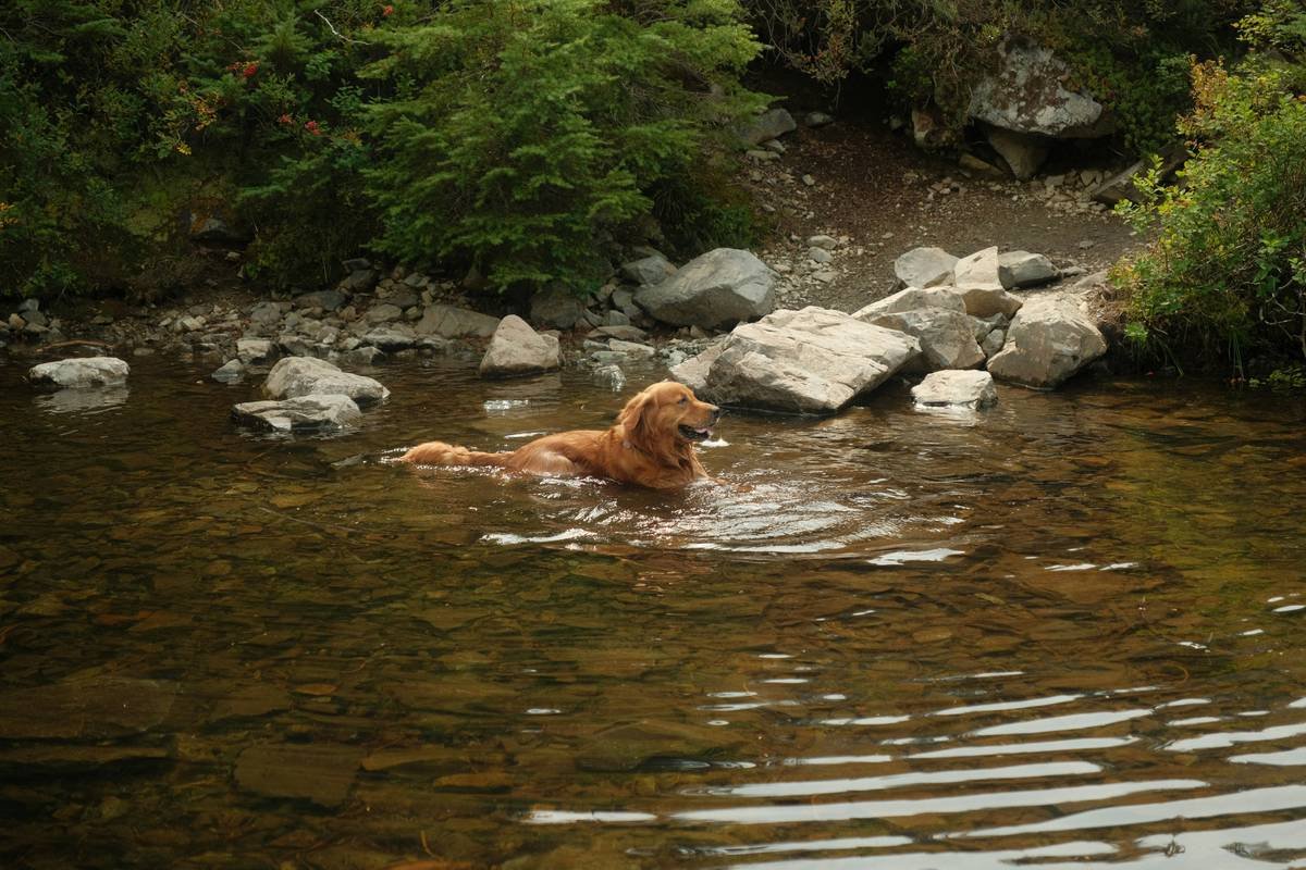 How to Choose the Best Lustrous Coat Shampoo for Your Furry Friend