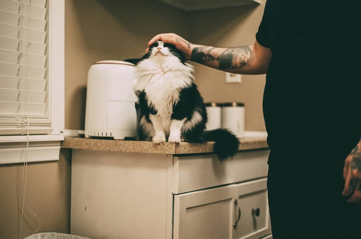 The Ultimate Guide to Fine Hair Shampoo for Pets: Grooming Like a Pro