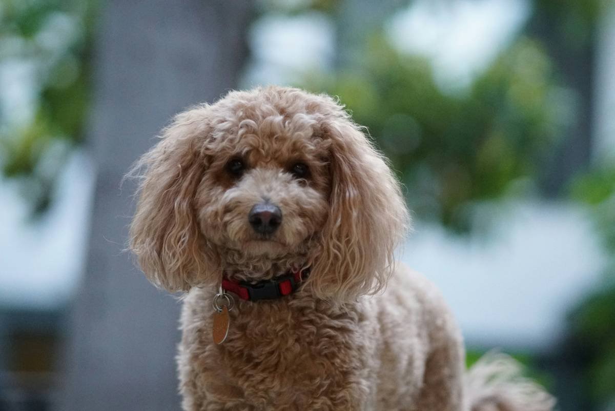 Curly Hair Shampoo: The Ultimate Guide to Luscious Locks for Your Furry Friend