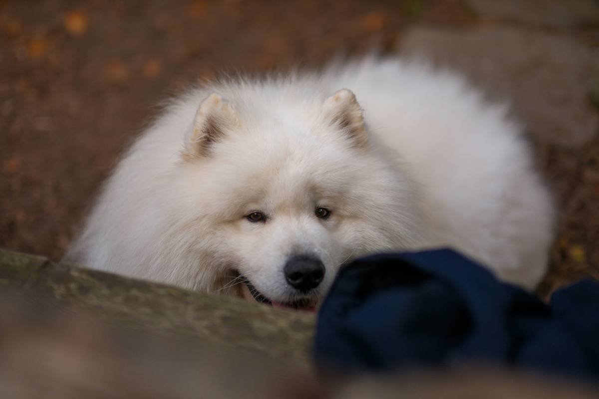 Why Your Pet Deserves a pH-Neutral Wash: The Secret to Happy Skin and Fur