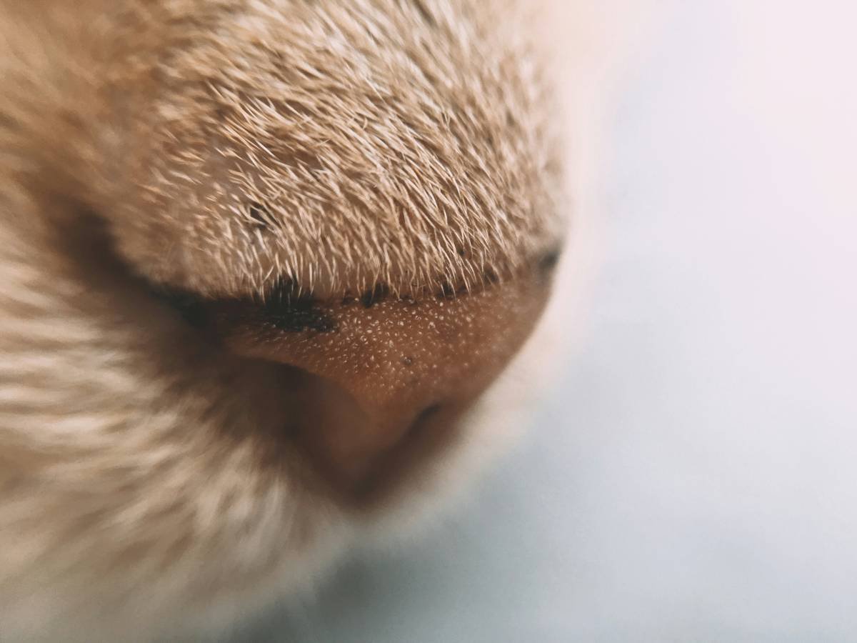 Close-up image showing fleas on a dog's fur.