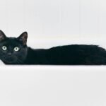 The Ultimate Guide to Choosing the Perfect Neutral pH Cat Wash