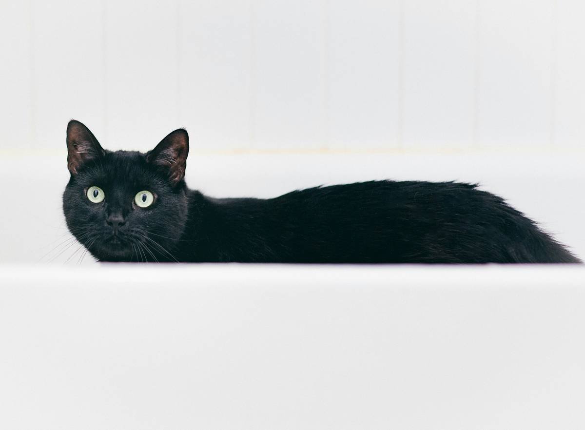 The Ultimate Guide to Choosing the Perfect Neutral pH Cat Wash