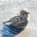 The Ultimate Guide to Flea Therapy Wash: Your Pet's Secret Weapon for Happy Skin