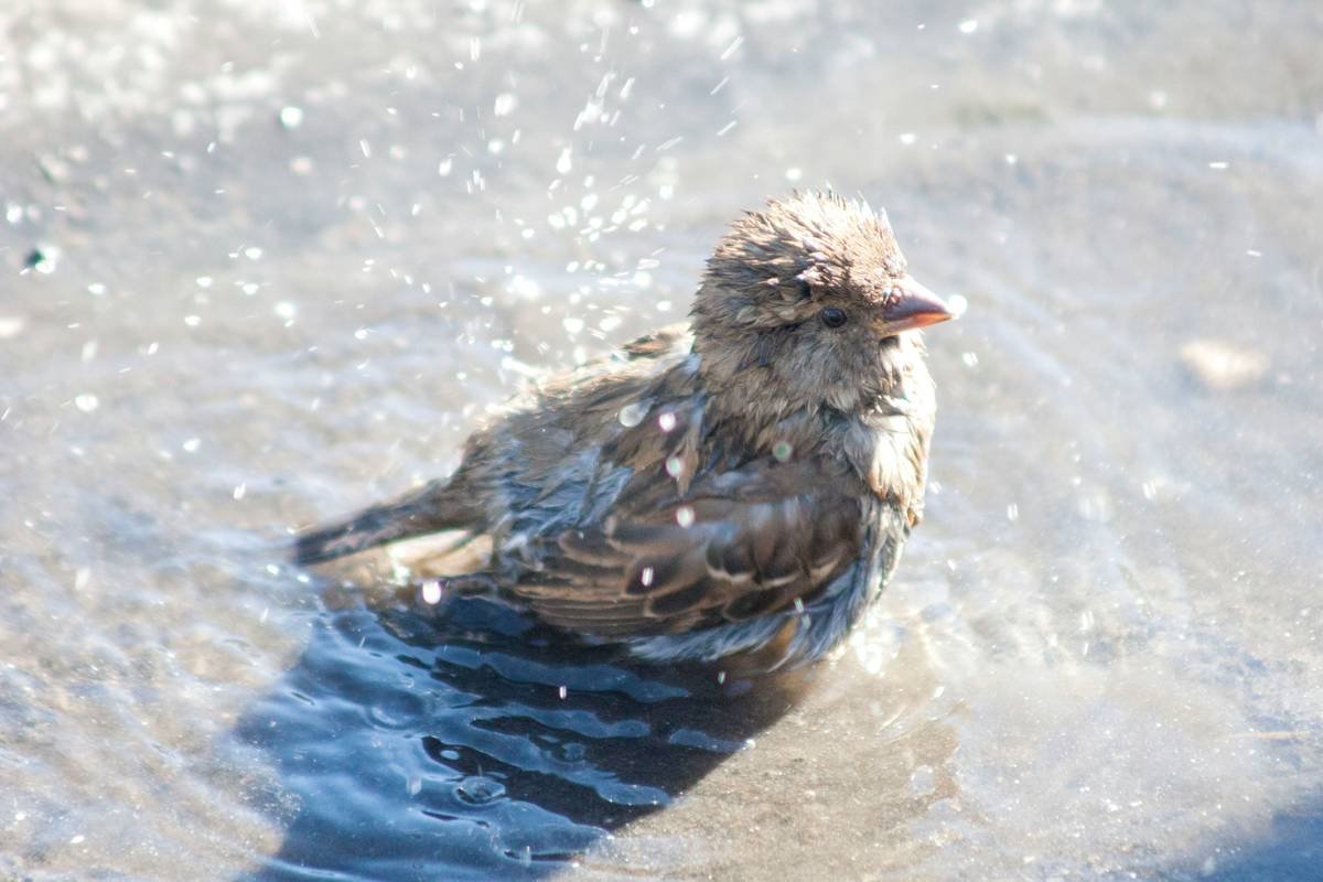 The Ultimate Guide to Flea Therapy Wash: Your Pet's Secret Weapon for Happy Skin