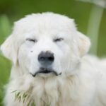 The Ultimate Guide to Silky Hair Shampoo for Pets: Achieve That Flawless Furry Glow